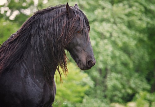 horses1dogs1beauty-janelaiyana: A couple pictures of Friesians from a breeding farm near my house. O