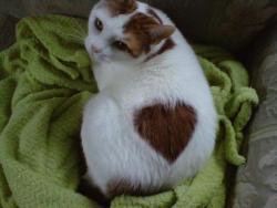 awwww-cute:  My cat showing his love… Actually