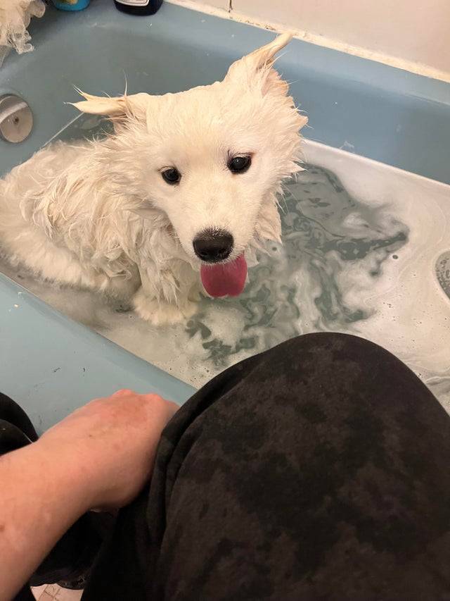 ~6 MO Samoyed Loving his First Bath at Home