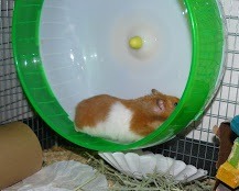 12 inch wheel hamster