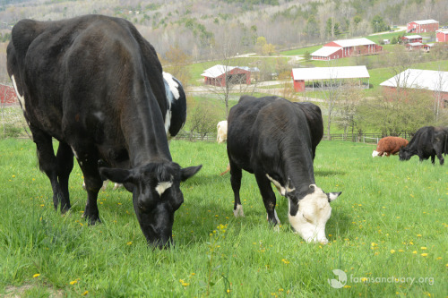 animalsoffarmsanctuary: Frank Escaped Slaughter, and Now He’s Finding His Way in the Herd Fr