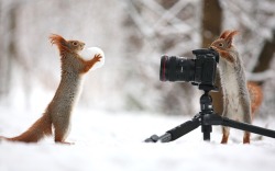 animal-factbook:  Since the nut supply has been lower lately, prices have gone up on the Nut Black Market, and Squirrels have been forced to turn to sensual modeling gigs, often taking place in grueling weather conditions, to make ends meet.