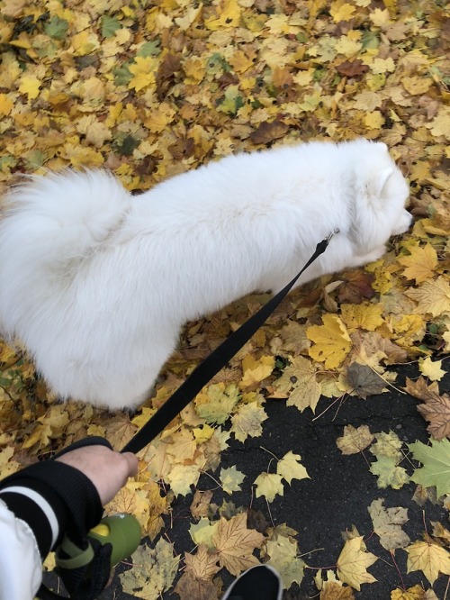 neothesamoyed:Fall Walking
