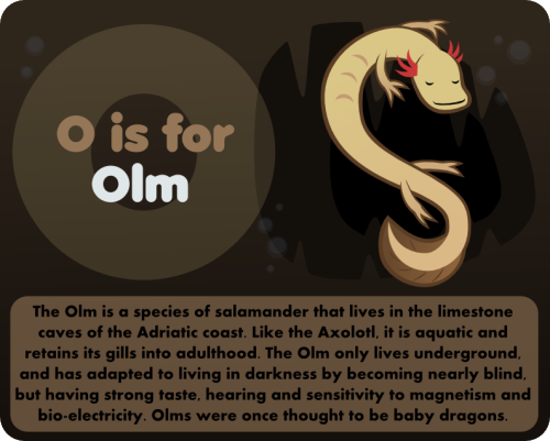 O is for axolotl Olm