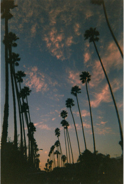 Tumblr - palmtrees’ | via Tumblr on