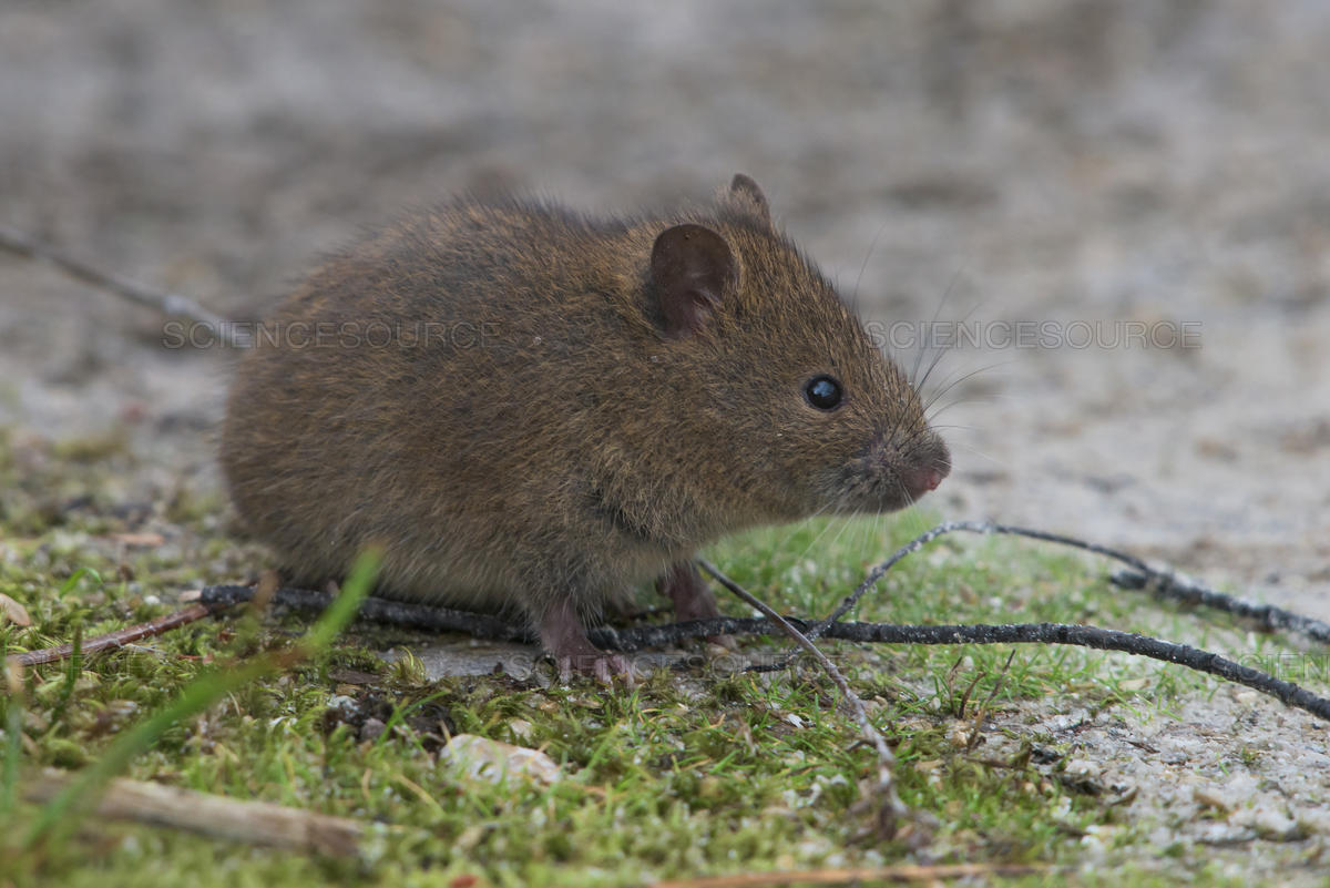 Don't Get Bit — The swamp rat (Rattus lutreolus),