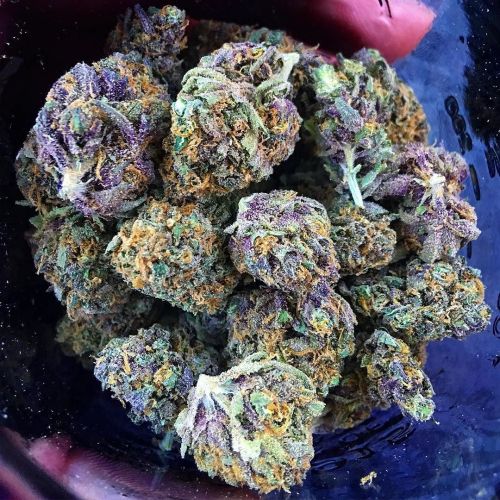 dank-purps:  Tag someone that would devour this fruit salad! 😁😉😙💨🚀 @humboldtbeginnings with a super fruity loud pack 💯💯 http://ift.tt/1Wm3nAc