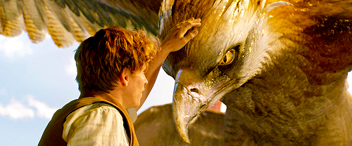 outtagum: Meet the creatures from ‘Fantastic Beasts and Where To Find Them’  Niffler -   mischievous, yet adorable creatures that   look like a cross between a mole and a duck-billed platypus  and like to steal shiny things. The animals have a magical