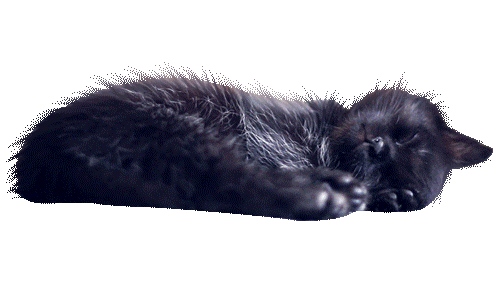 skrelp:  Transparent kitten sleeping on your dash 