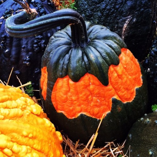 halloweentreat:EVERYONE GET AWAY FROM ME THIS IS THE COOLEST PUMPKIN HYBRID I’VE EVER SEEN