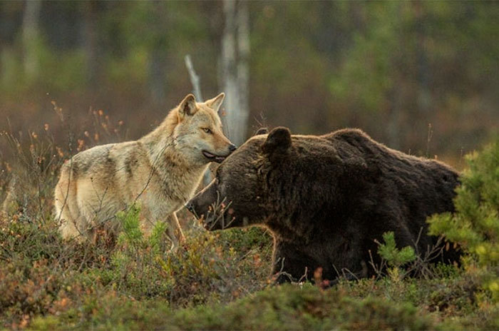 m-e-d-i-e-v-a-l-d-r-e-a-m-s:   Unusual Friendship Between Wolf And Bear  Documented