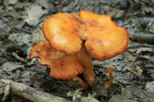 vandaliatraveler:I don’t really get excited about mushroom hunting until late in the summer, w