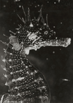 lumieredesroses:Jean Painlevé. Seahorse. 1933. © courtesy galerie Lumière des roses