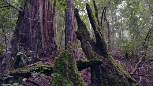 varethane:  So I went to the most beautiful place I’ve ever seen last Wednesday: Big Basin Redwoods State Park