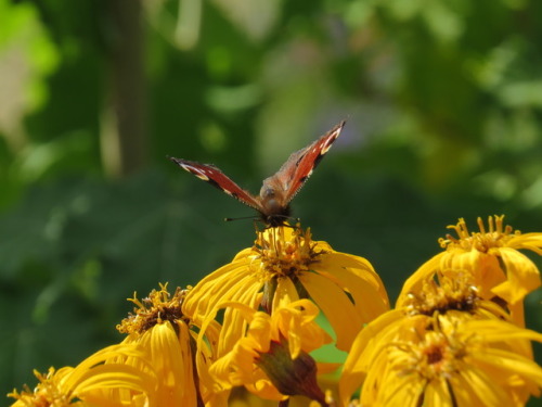 wildsphagnum:peacock butterfly, achamore gardens, gigha (15/8/16)