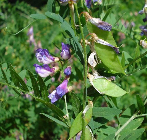 Kashubian vetchVicia cassubicaC Fornax, CC 3.0