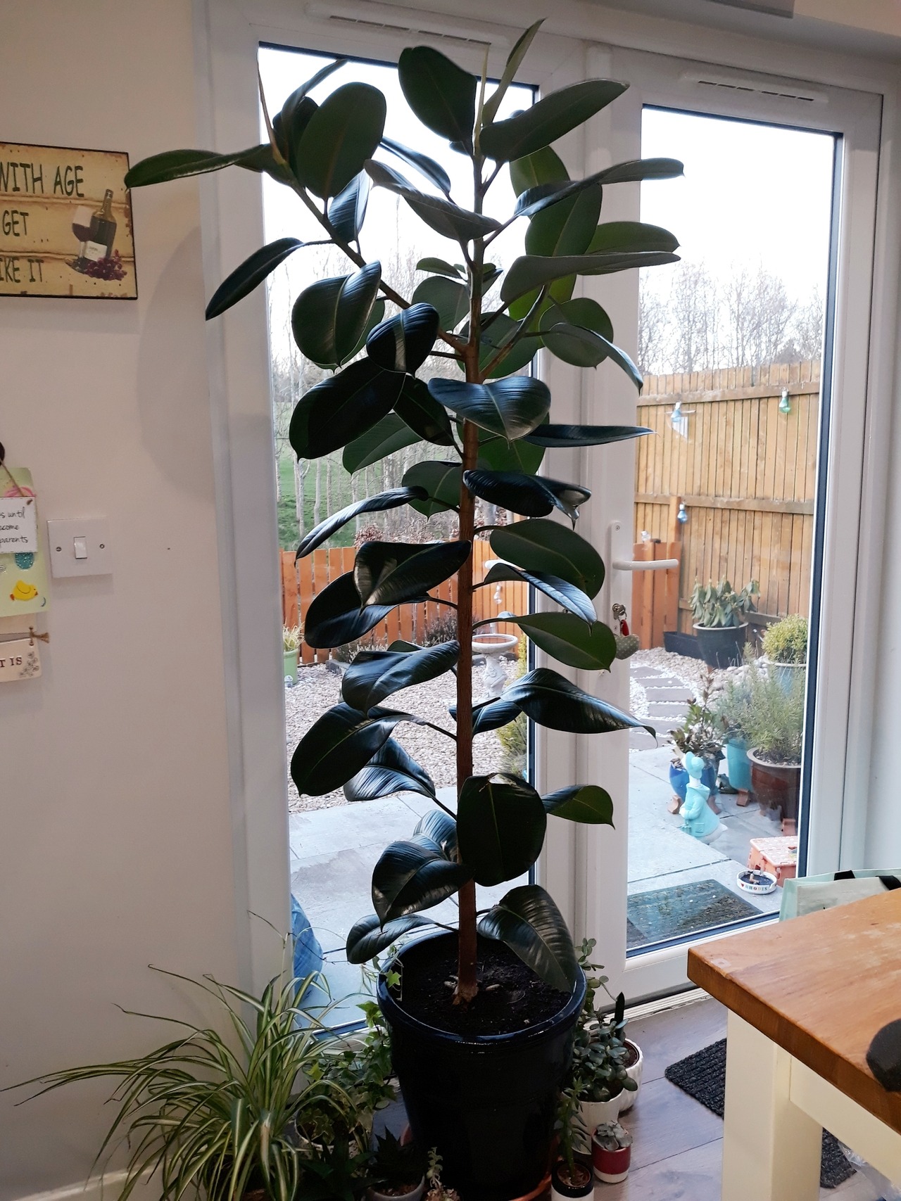 Garden Days — 9.4.19. Repotted the rubber plant and needed