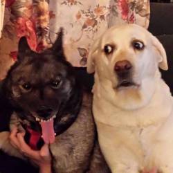 Dog version of Santa and krampus