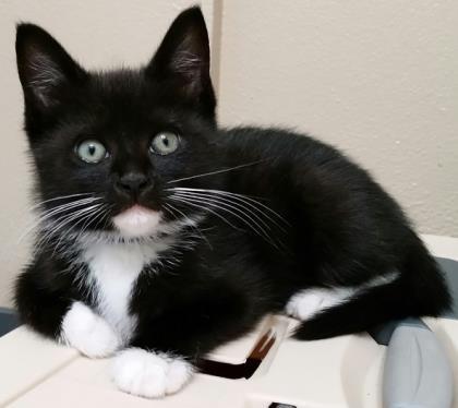 black cat with white chest and paws