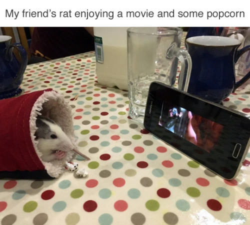 tastefullyoffensive: Yes, he’s watching Ratatouille. (via happyperson)