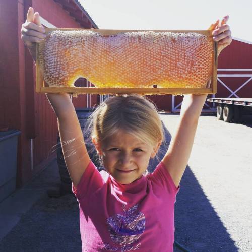 <p>Anastasiya showing off some honeycomb. # kingsburghoney</p>