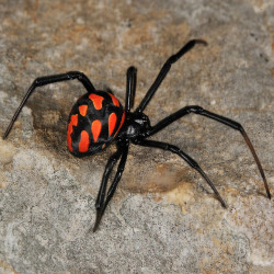 Latrodectus Tredecimguttatus