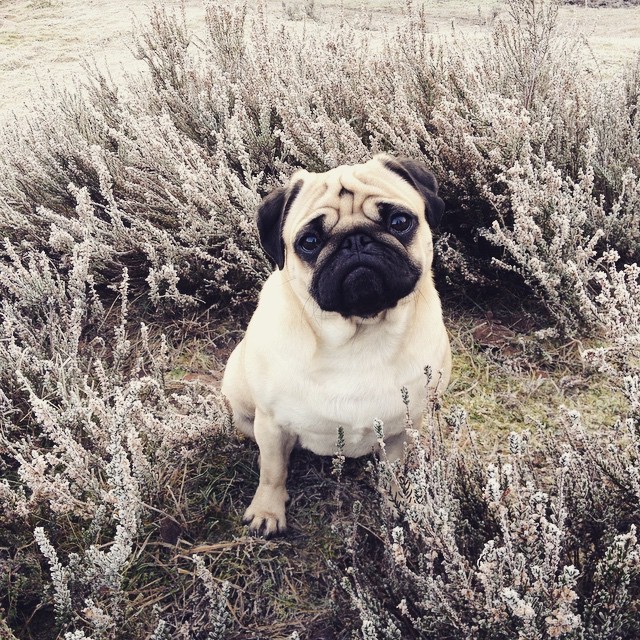 pugsequalsdrugs:  @pugjessie