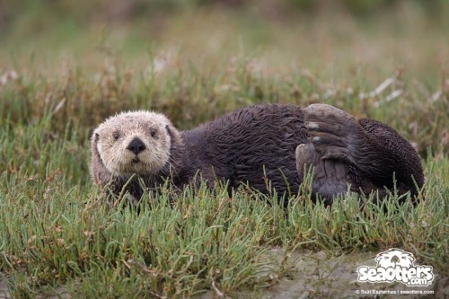 maggielovesotters: Another lovely photo from SeaOtters.com (I saw it on their Facebook page and had 