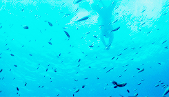 timellord:get to know me meme | 7/10 favourite movies » Pirates of the Caribbean ↳ ”Wherever we want
