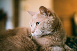 priveting:  Yet another cat portrait by Lindeberg Feller on Flickr.Please check out my Vintage Cats blog &lt;3
