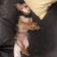 ijustwannaholdmydog