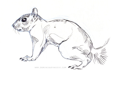 Some grey squirrels sketched in biro.