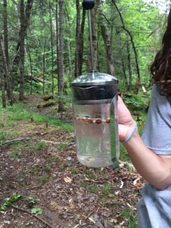 thcolleen:  You bet your sweet ass we french pressed mushrooms