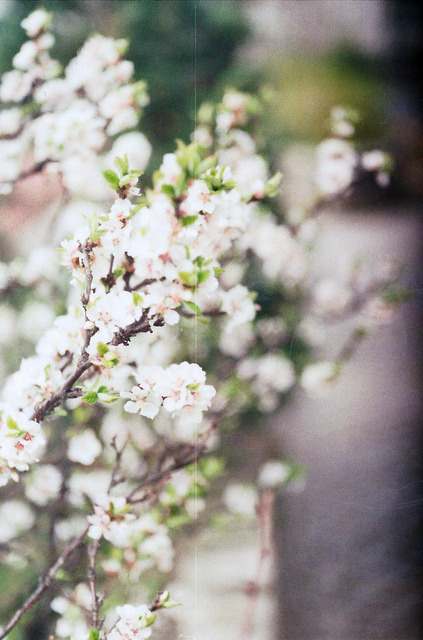 credit:  vintage blog 