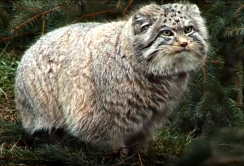 lunar-lavender:persephonehazard:big puffy gorgeous ridiculous like what the fuck are youIt’s a manul