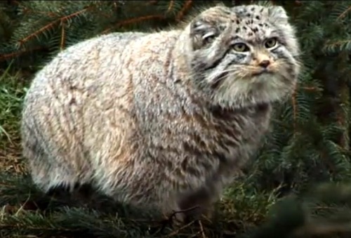 sleepydumpling:  roachpatrol:  everyone should look at the pallas cat for a minute ok   I think this is my patronus.