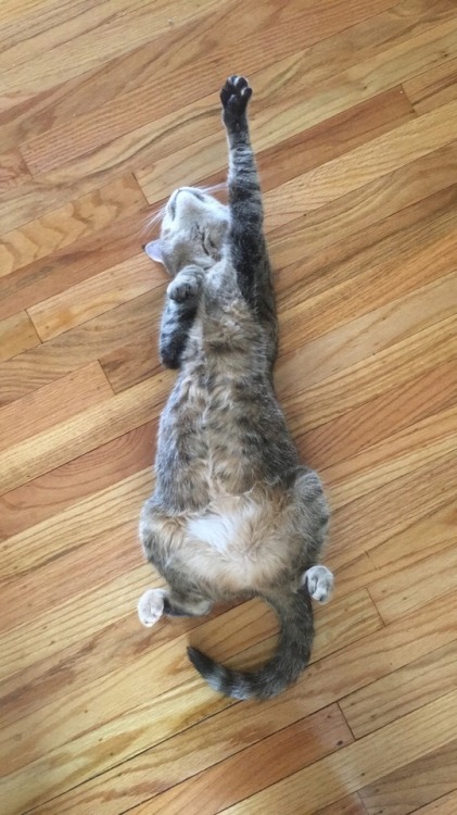 silenceatnight:look at my cat