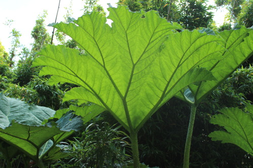 moroccan-elephants:  tropicri:  Paradise Lost   ❀ Q’d - have a lovely day! ❀