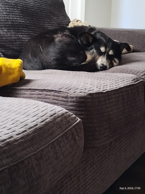 My Pretty Puppy