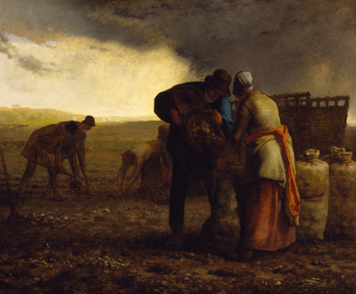 The Potato Harvest (x) Jean-François Millet 1855