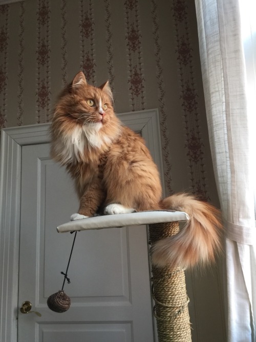 hitchhikerwithoutguide:look at this majestic floof