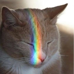 awwww-cute:  Rainbow cat (Source: http://ift.tt/2jdBUjG)