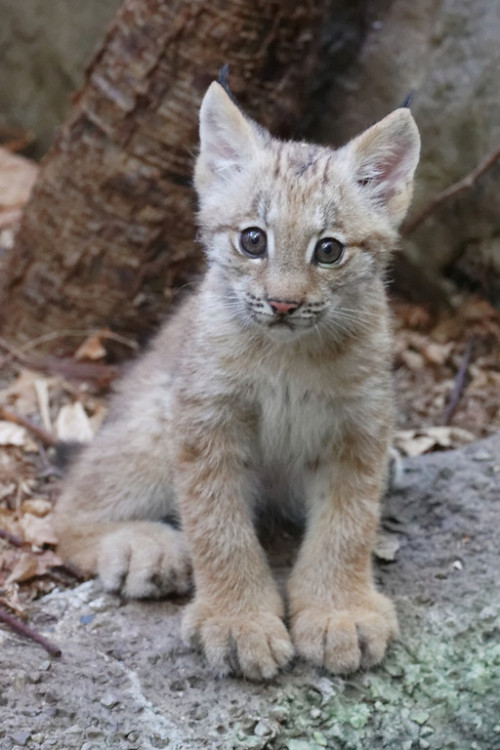  Baby Lynx - Montreal Biodome (via sebounet)