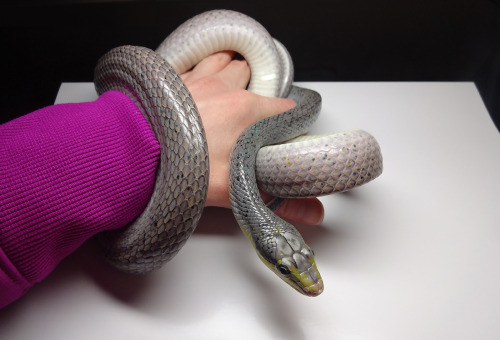 crispysnakes:Quicksilver’s turn for photos under the lamp. He wasn’t thrilled, got a little poof and