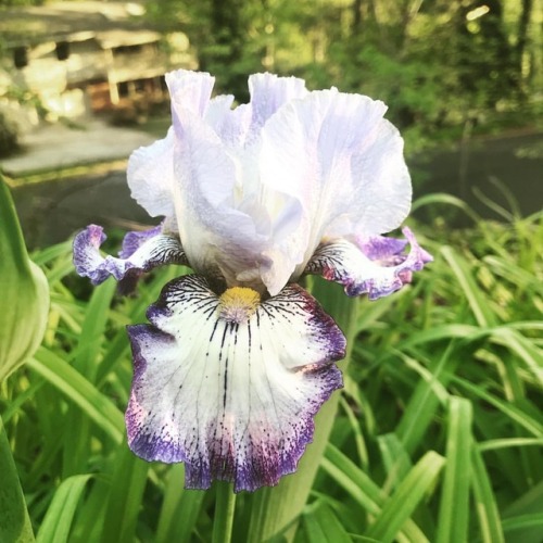 Happy spring. #botanywoods #iris #spring (at Oteen, North Carolina)