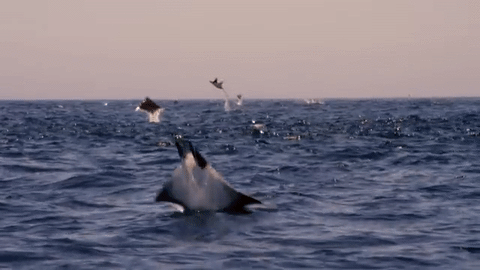 nubbsgalore:  closely related to sharks but with long, flat bodies and wing-like
