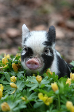 magicalnaturetour:  ..and this little piggy