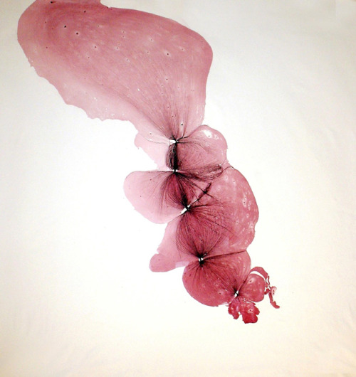 crushdontcut:Nadia Duvall.  a thin layer of paint in water + artist’s manipulation.&
