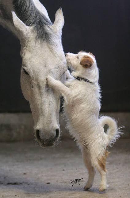 janetmillslove:  Sweet kiss… moment love 