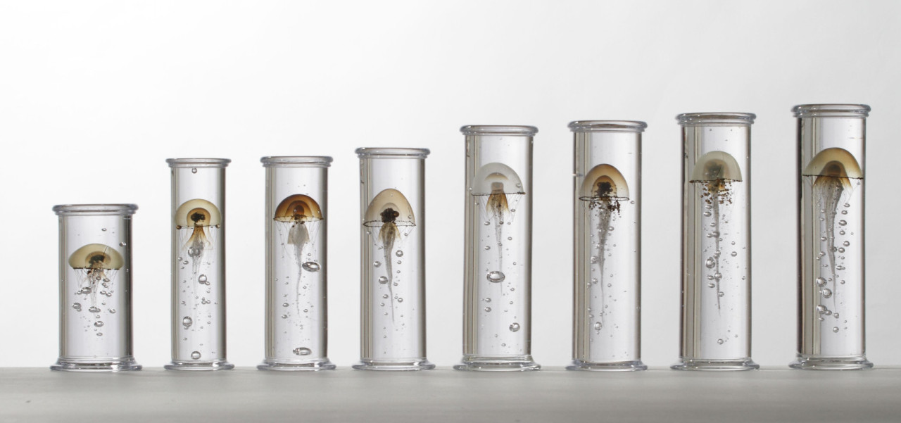 culturenlifestyle:  Stunning Marine Life Specimens Imagined in Glass by Steffen Dam